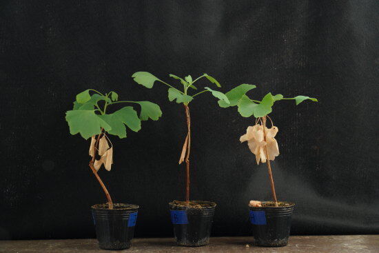 枯れた葉をつけたまま、新緑の葉を広げるイチョウ