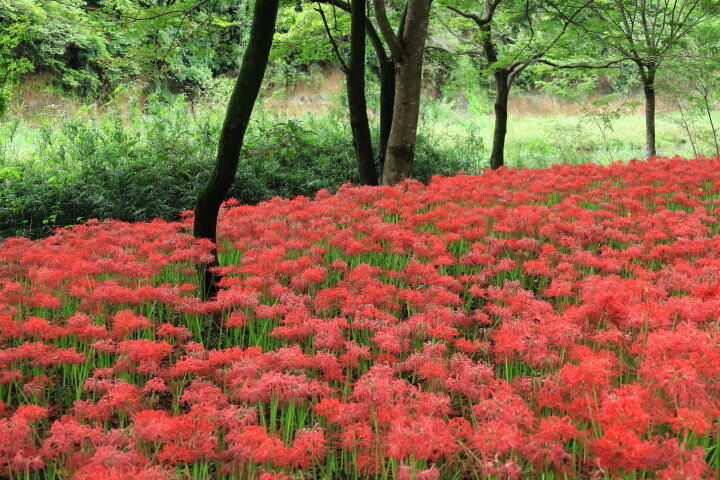 埼玉県：巾着田：彼岸花