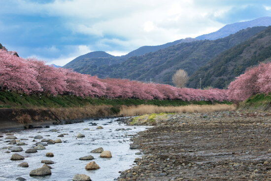 静岡県：河津町：河津桜並木