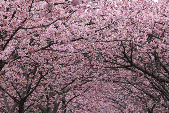 土手沿いの道は、河津桜のトンネル