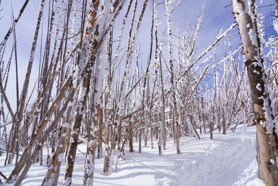 縞枯山の枯れている領域