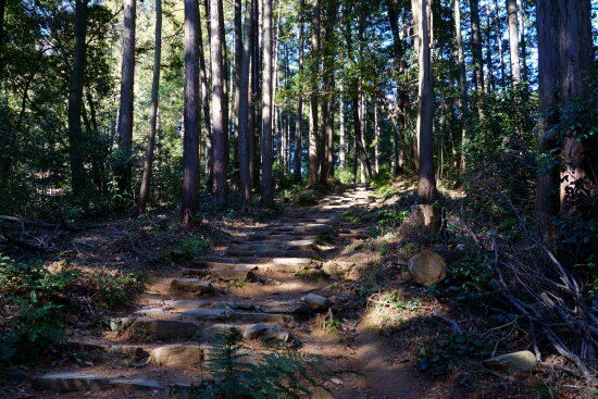 石段を登っていきます