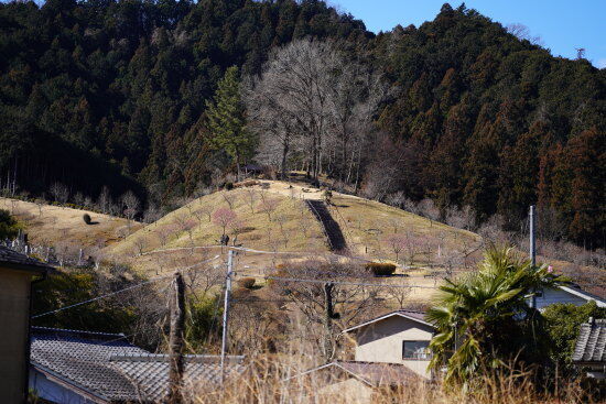 梅の公園の梅は見どころ前(2025年2月下旬)