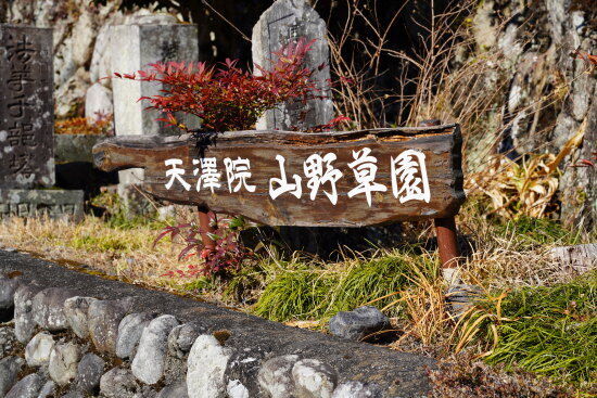 天澤院 山野草園