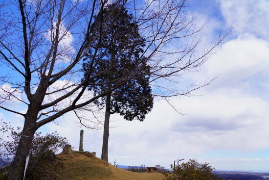 赤ぼっこの一本檜