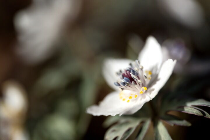 セツブンソウ 『SIGMA 105mm F2.8 DG DN MACRO Art』で撮影