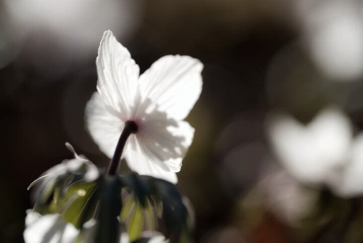 セツブンソウの花の裏 『SIGMA 105mm F2.8 DG DN MACRO Art』で撮影