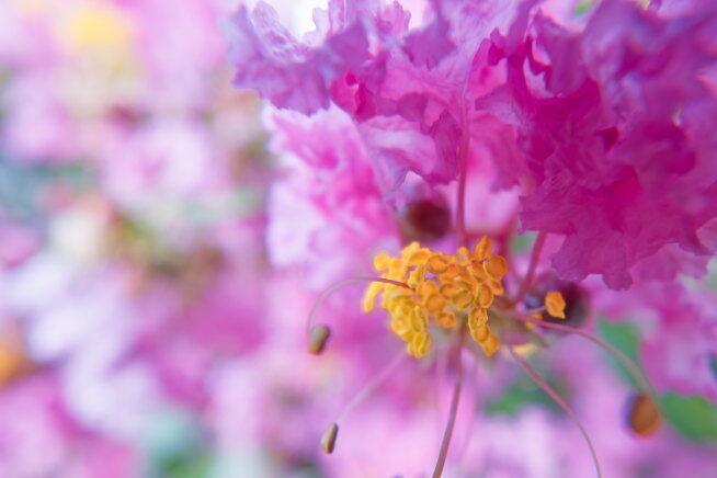 サルスベリの花をハーフマクロで撮影