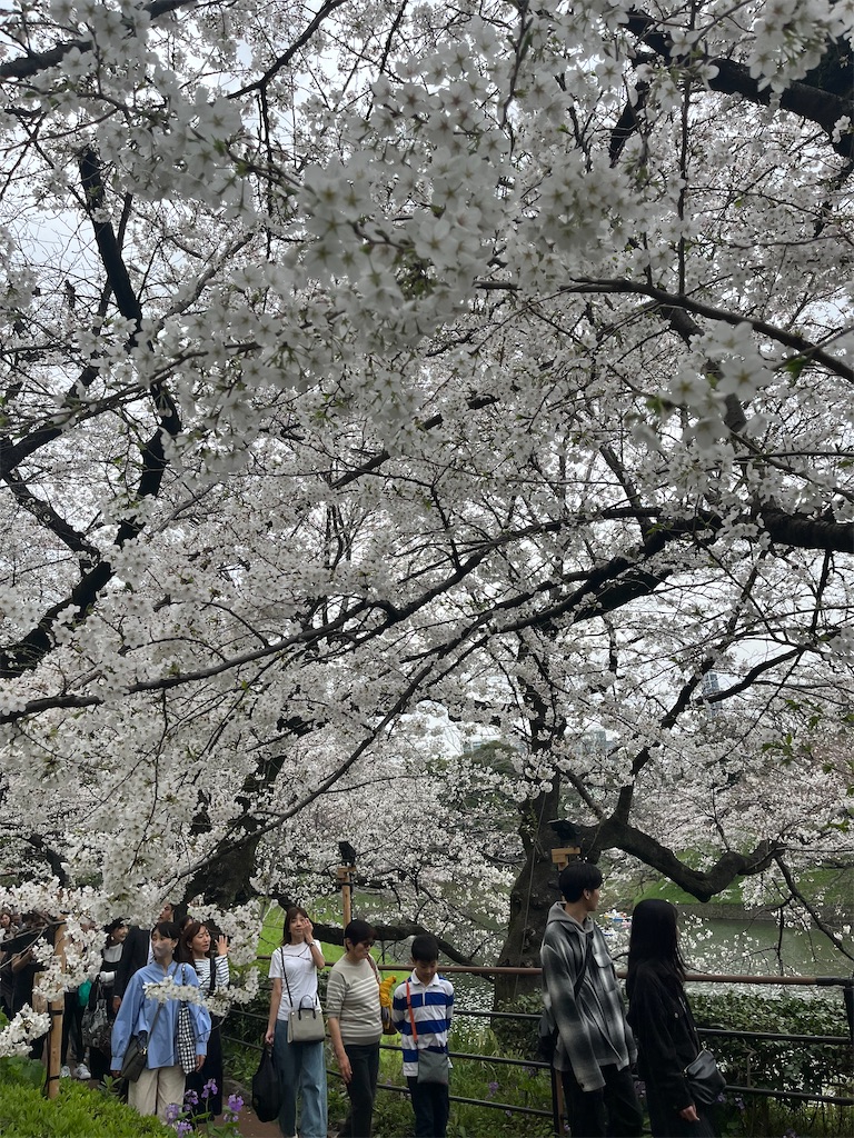 f:id:muu_sam:20240517130550j:image