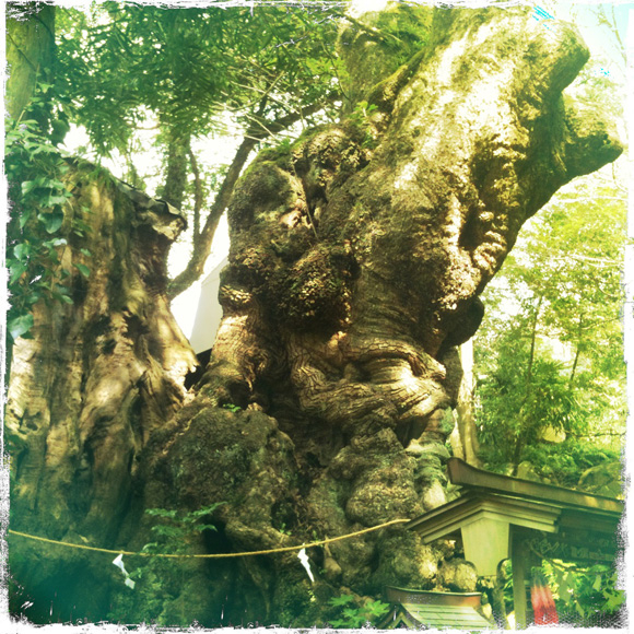 来宮神社：大楠（天然記念物）