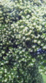 20110528075423