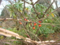 20111204125154