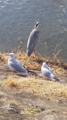 20130101113733