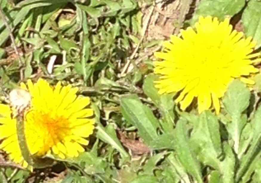 f:id:mwenge:20170404230620j:plain f:id:mwenge:20170404230620j:plain
