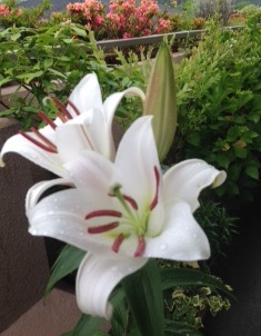 f:id:mwenge:20170607085959j:plain