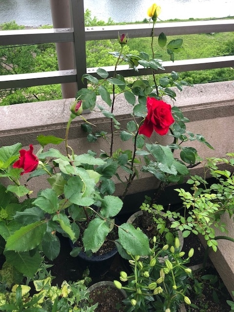 f:id:mwenge:20180508152704j:plain