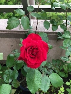 f:id:mwenge:20180508152708j:plain