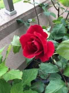 f:id:mwenge:20180508152717j:plain