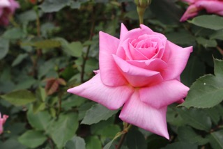 f:id:mwenge:20180510101100j:plain f:id:mwenge:20180510101100j:plain
