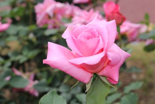f:id:mwenge:20180510101109j:plain f:id:mwenge:20180510101109j:plain