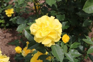 f:id:mwenge:20180510101136j:plain f:id:mwenge:20180510101136j:plain