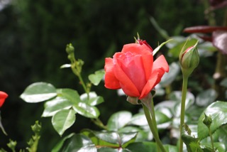 f:id:mwenge:20180510102854j:plain f:id:mwenge:20180510102854j:plain