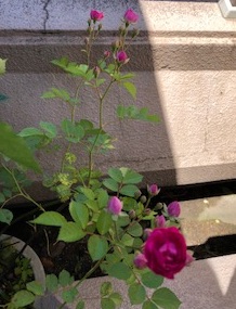f:id:mwenge:20180520103823j:plain f:id:mwenge:20180520103823j:plain