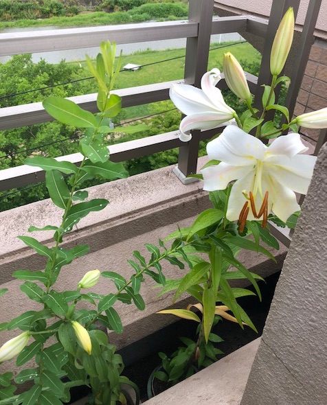 f:id:mwenge:20180628111919j:plain f:id:mwenge:20180628111919j:plain