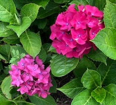 f:id:mwenge:20180706084548j:plain f:id:mwenge:20180706084548j:plain