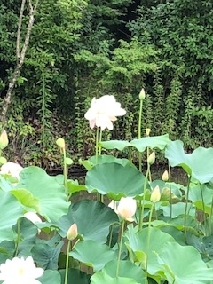 f:id:mwenge:20180708092405j:plain f:id:mwenge:20180708092405j:plain
