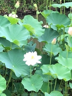 f:id:mwenge:20180708092419j:plain f:id:mwenge:20180708092419j:plain