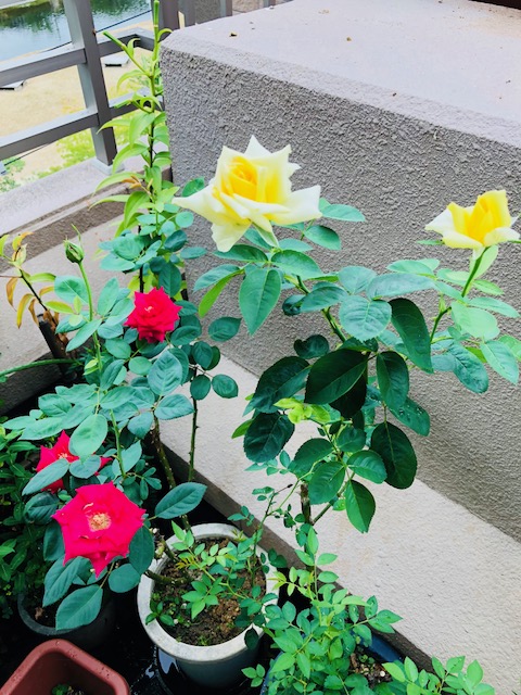 f:id:mwenge:20180728085155j:plain f:id:mwenge:20180728085155j:plain