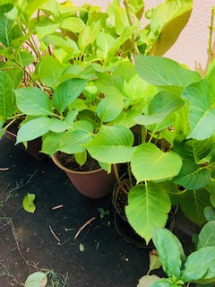 f:id:mwenge:20180731105921j:plain f:id:mwenge:20180731105921j:plain
