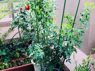 f:id:mwenge:20180906114006j:plain