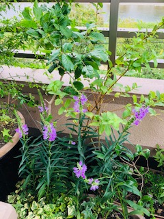 f:id:mwenge:20180906114054j:plain