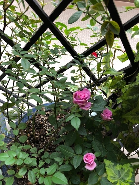 f:id:mwenge:20181119100634j:plain f:id:mwenge:20181119100634j:plain
