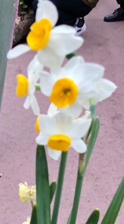 f:id:mwenge:20190121212935j:plain