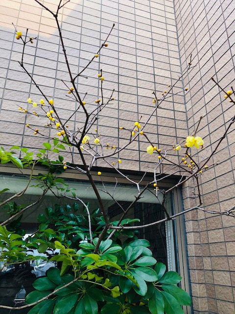 f:id:mwenge:20190123150615j:plain f:id:mwenge:20190123150615j:plain