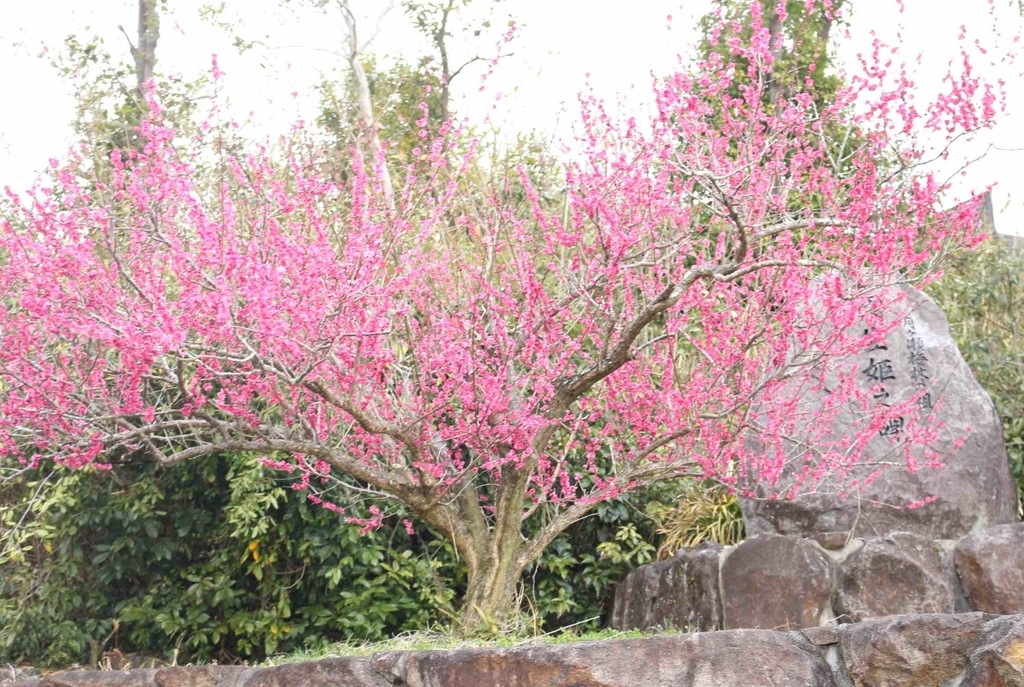 f:id:mwenge:20190306230238j:plain f:id:mwenge:20190306230238j:plain