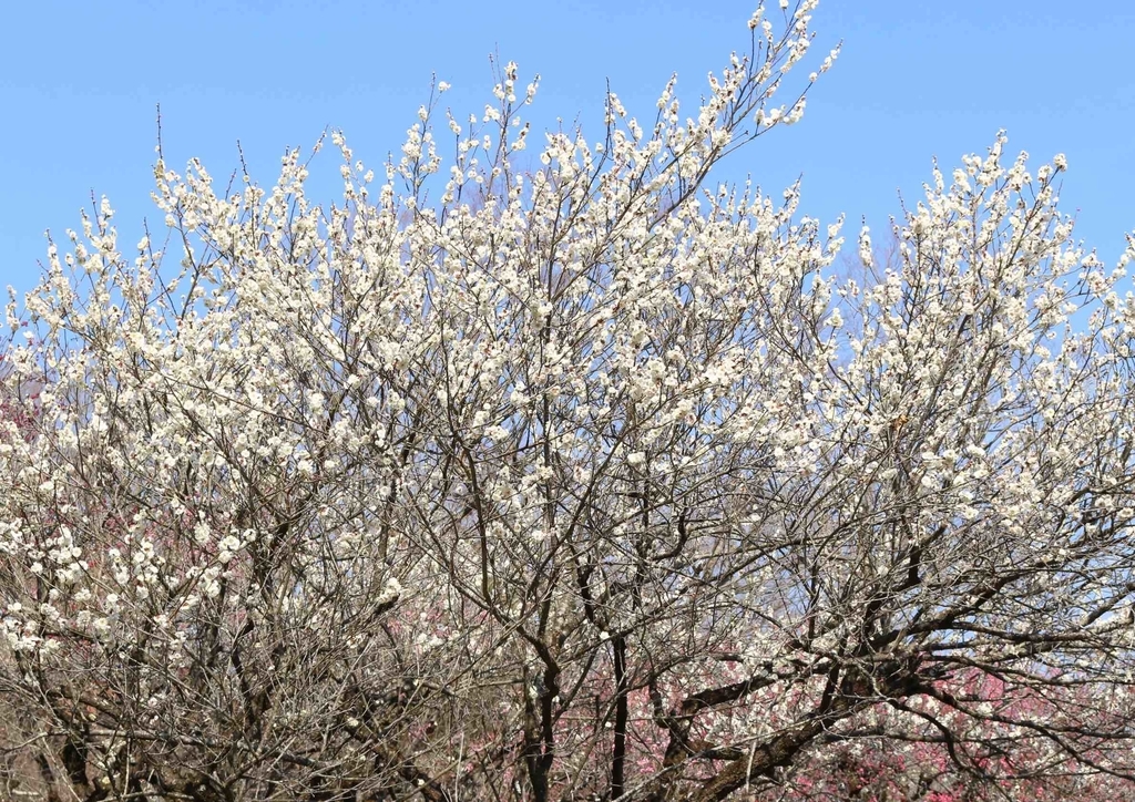 f:id:mwenge:20190306231234j:plain f:id:mwenge:20190306231234j:plain