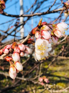 f:id:mwenge:20190308091346j:plain f:id:mwenge:20190308091346j:plain