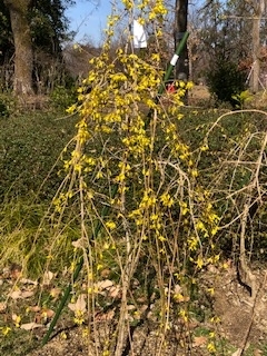 f:id:mwenge:20190318094404j:plain f:id:mwenge:20190318094404j:plain