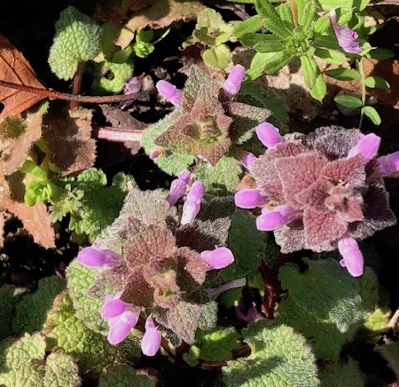 f:id:mwenge:20190320182025j:plain
