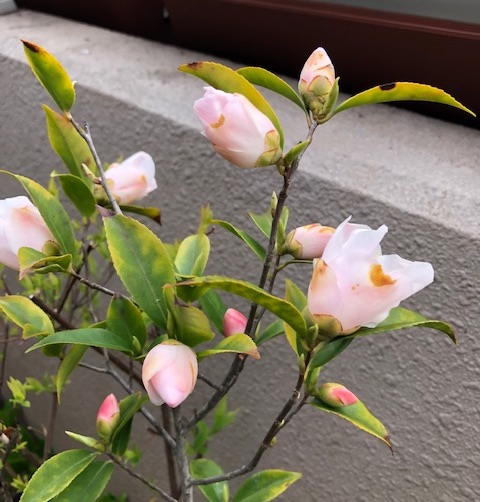 f:id:mwenge:20190323172602j:plain