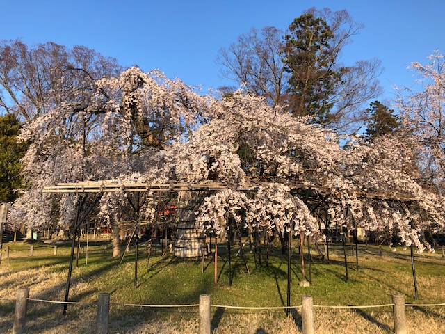 f:id:mwenge:20190403170903j:plain