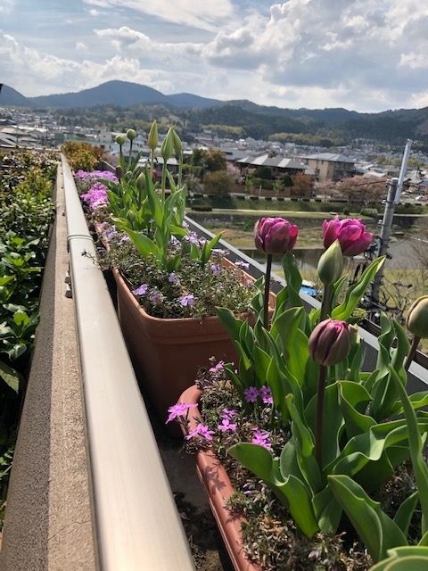 f:id:mwenge:20190417140540j:plain