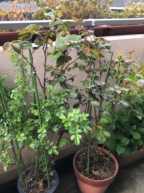 f:id:mwenge:20190417143659j:plain