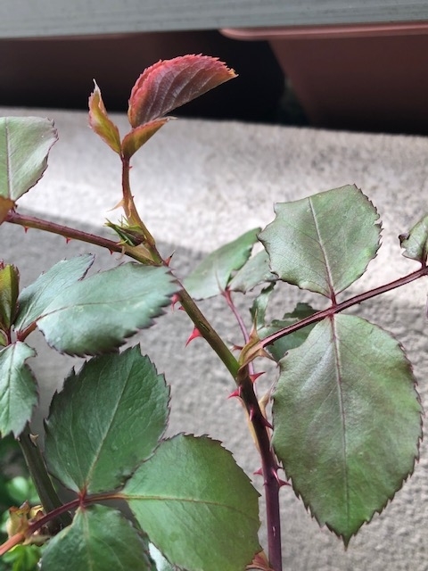 f:id:mwenge:20190417143710j:plain f:id:mwenge:20190417143710j:plain