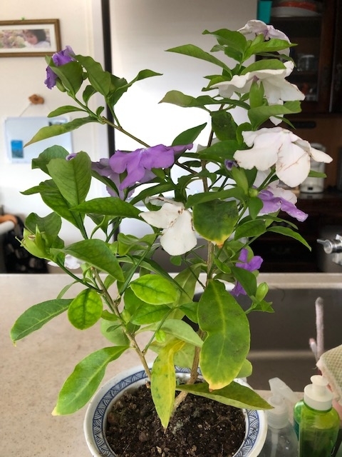f:id:mwenge:20190425155828j:plain f:id:mwenge:20190425155828j:plain