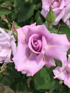 f:id:mwenge:20190526115628j:plain f:id:mwenge:20190526115628j:plain